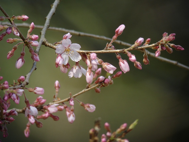 桜が咲いた　エドヒガンサクラ_c0079001_19523990.jpg