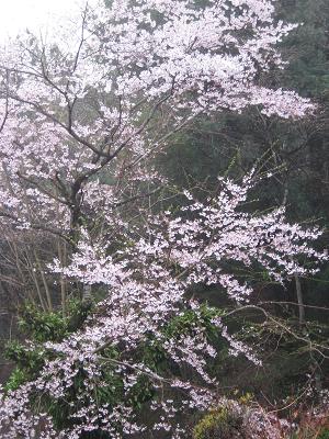 桜山の一番桜_f0040201_1325741.jpg