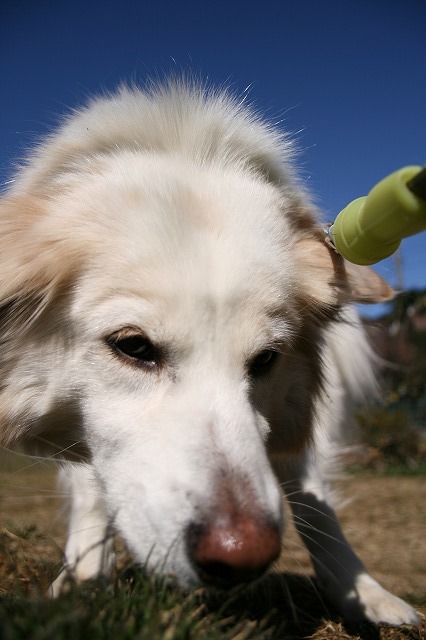 秋　写真　その１　/　Autumn Photos　Part 1_a0032004_19195618.jpg