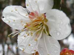 梅の花　間に合った♪_c0058606_192975.jpg