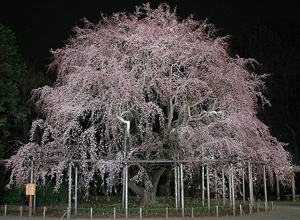 しだれ桜_a0036808_1536339.jpg