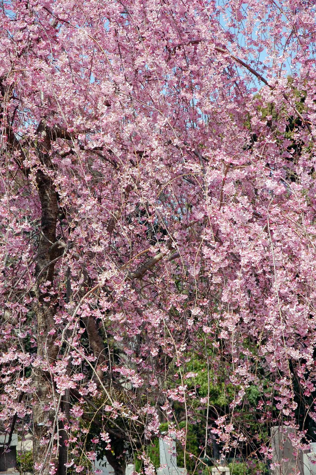 青山墓地の桜　２_d0085413_15132567.jpg