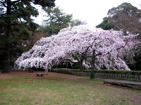 京都御苑 しだれ桜_e0048413_21492776.jpg