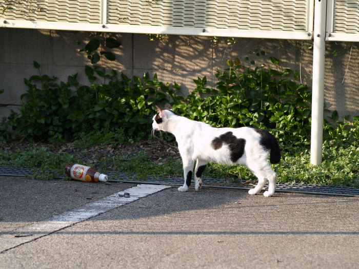 ねこ_c0116915_22523258.jpg