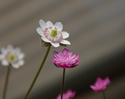 雪割草真っ盛り_c0018617_059176.jpg