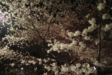 今夜も夜桜散歩。_c0156021_2143853.jpg