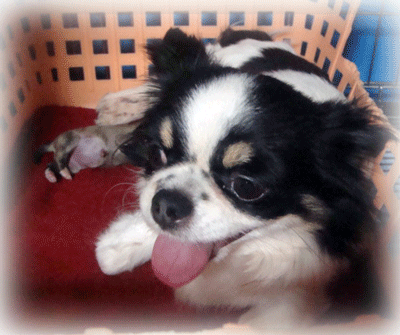 b0078030_1591546.gif