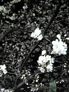 千本桜_c0001733_204958.jpg