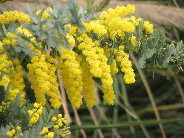 花言葉 秘密の愛 ｆｌｏｗｅｒｓ 百花繚乱