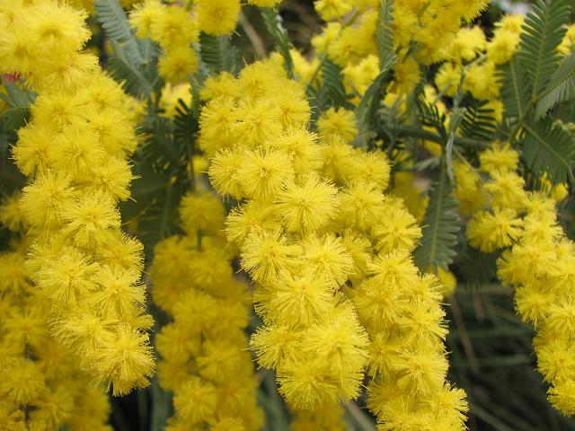 花言葉 秘密の愛 ｆｌｏｗｅｒｓ 百花繚乱