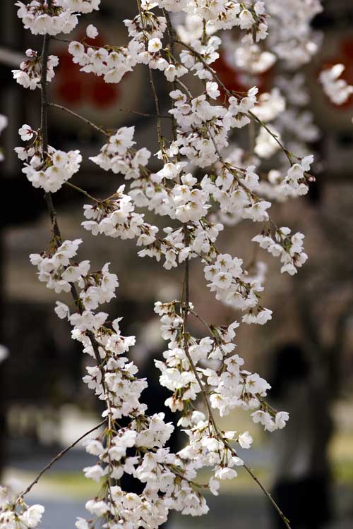 2008:さくら、桜_d0030636_2156597.jpg