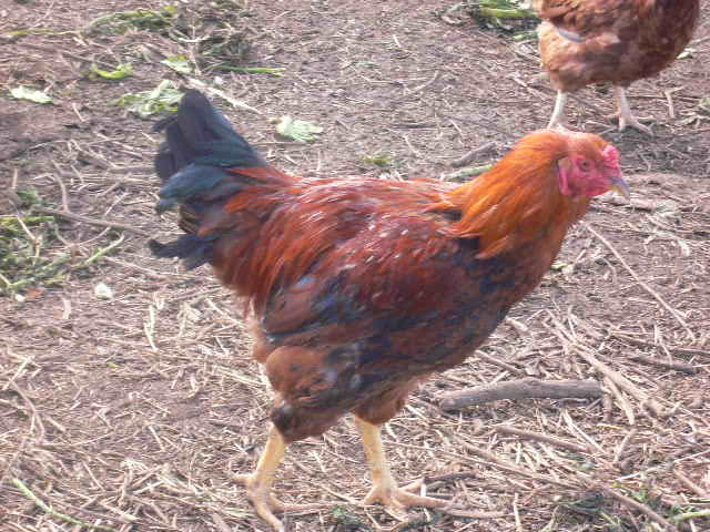 e0061038_18523666.jpg
