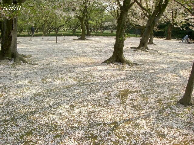 桜の季節到来です！_c0126344_17103821.jpg