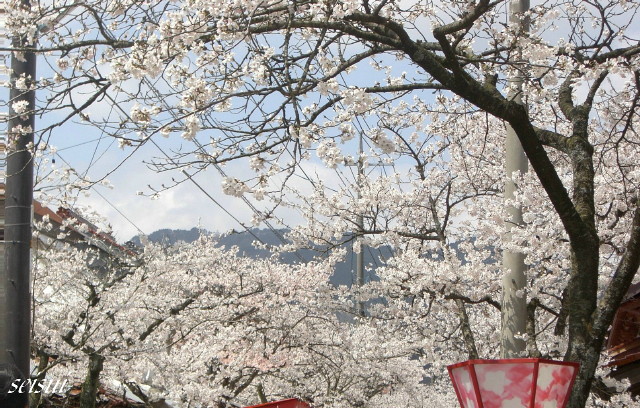 桜の季節到来です！_c0126344_1782879.jpg