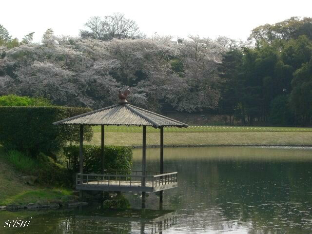 桜の季節到来です！_c0126344_1785567.jpg