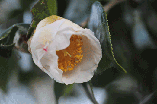 c0093046_631161.gif