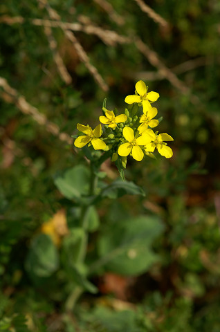 ハンマー音頭のあてずっぽう植物図鑑・春の花　その３_a0084757_19523953.jpg