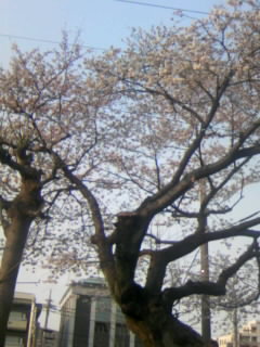 桜の_b0083263_1783519.jpg