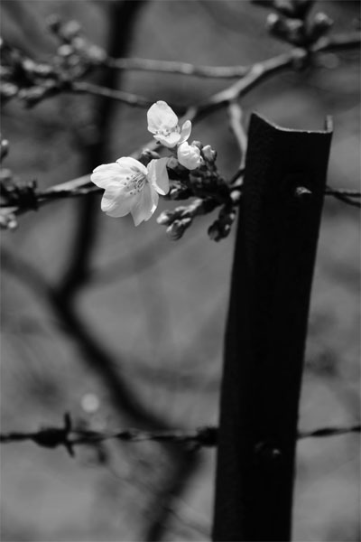 桜のある風景－鉄線の間から－_e0037563_84596.jpg