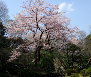 小石川後楽園の桜_d0080566_1815036.jpg