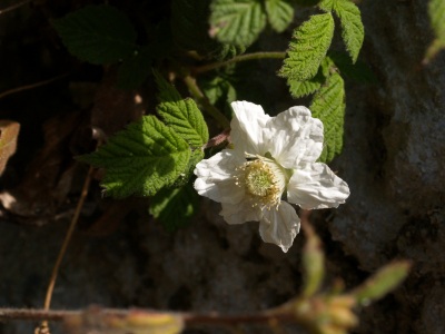 d0025568_6291430.jpg