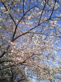 桜♪_d0118072_16151938.jpg