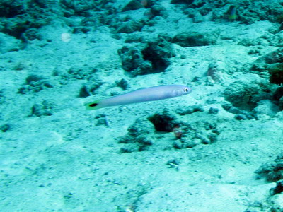 2008/03/21(金) - 3 Dive　No.493 - East of Eden　[Similan]_a0002177_0105816.jpg