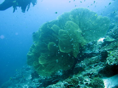 2008/03/21(金) - 3 Dive　No.493 - East of Eden　[Similan]_a0002177_085558.jpg