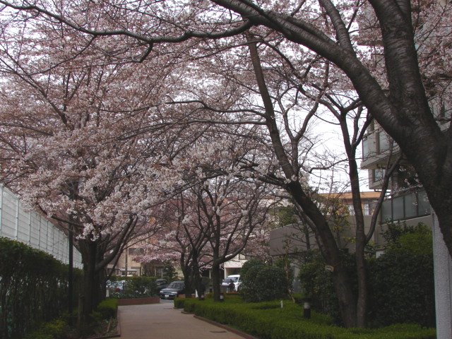 No.0305　桜の開花―地球温暖化考_f0104277_9311824.jpg