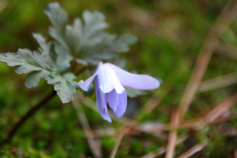 e0024081_2147106.jpg
