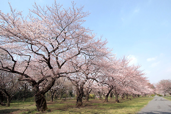 緊急アップ！　　小石川の桜　Part II_b0067789_22232093.jpg