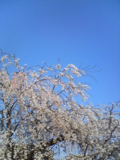 桜の木の下から…_d0015894_175850100.jpg