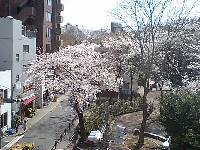 漢語角開催される西池袋公園満開の桜その４_d0027795_13294349.jpg