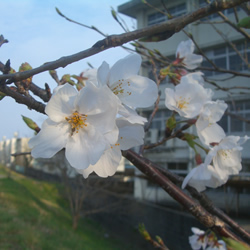 b0067598_18325786.jpg