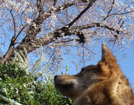 3月26日(水）　抽選は明日！_c0070298_22391246.jpg