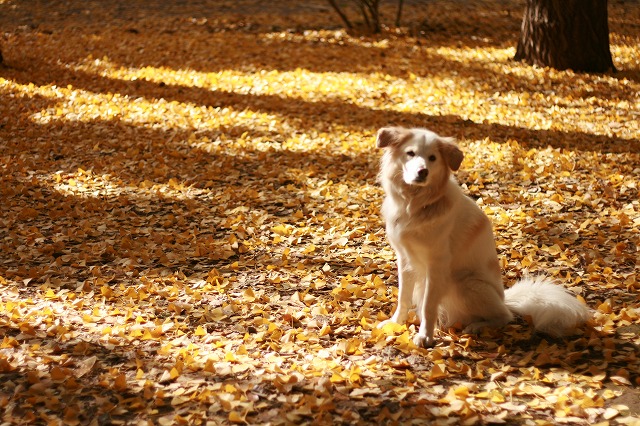 秋　写真　その２　/　Autumn Photos Part 2_a0032004_2505153.jpg