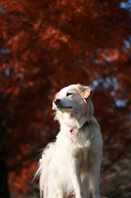 秋　写真　その２　/　Autumn Photos Part 2_a0032004_312677.jpg