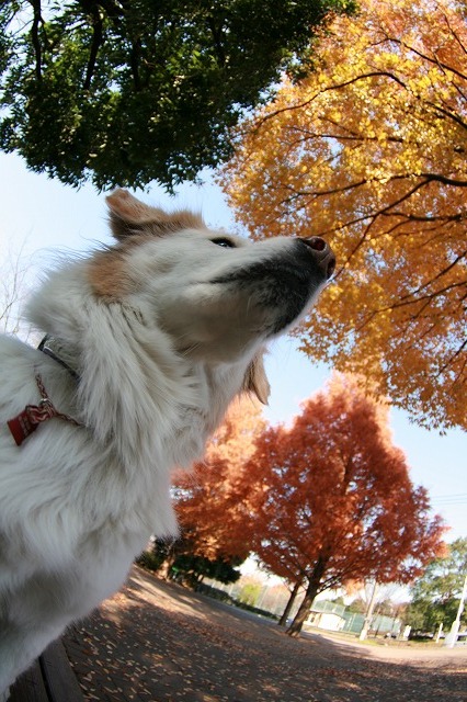 秋　写真　その２　/　Autumn Photos Part 2_a0032004_3193632.jpg