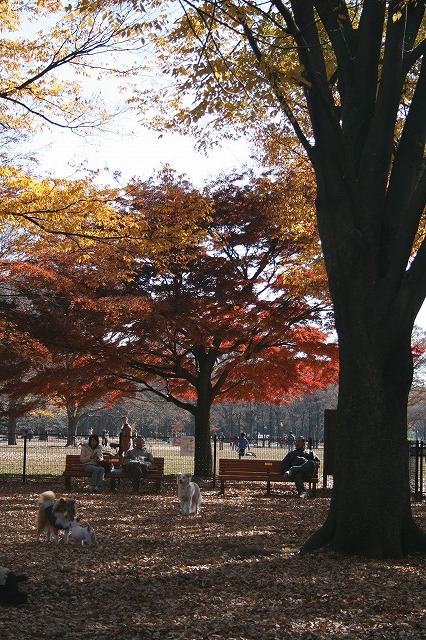 秋　写真　その２　/　Autumn Photos Part 2_a0032004_3382358.jpg