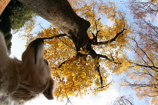 秋　写真　その２　/　Autumn Photos Part 2_a0032004_351798.jpg