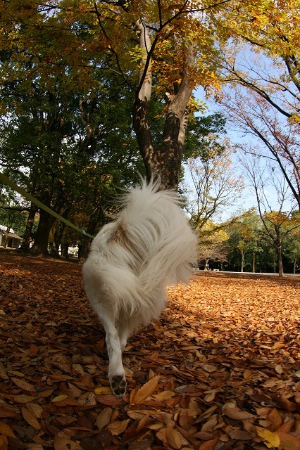 秋　写真　その２　/　Autumn Photos Part 2_a0032004_354918.jpg