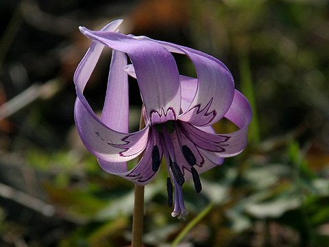 嫉妬_c0125004_20172098.jpg