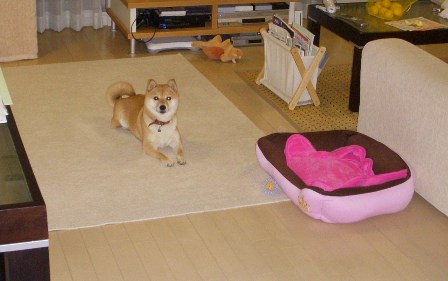 f0004309_03398.jpg