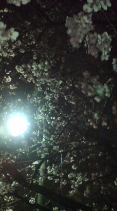 －夜桜－_f0128409_0253513.jpg