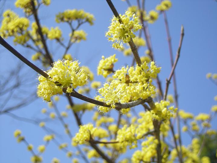 黄色い花の木 ｐｈｏｔｏ日和