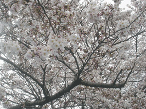 a0055913_1658475.gif