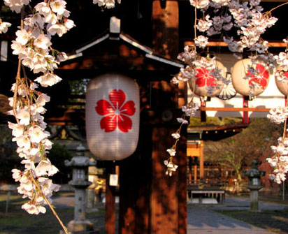 平野神社 魁桜_e0048413_2221944.jpg