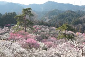 梅の剪定方法 花を咲かせるか 実を収穫するか 世話要らずの庭