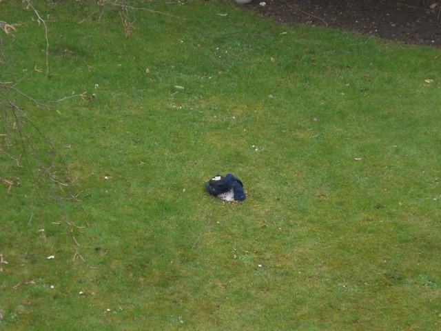 f0077414_77199.jpg