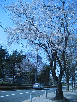 桜_c0145717_028748.jpg